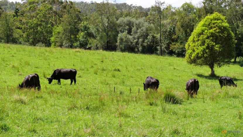 Meet SwagBot, the AI-powered robot cattle herder preventing soil degradation