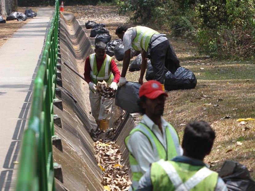 NEA steps up efforts to clear leaf litter to control mosquito population
