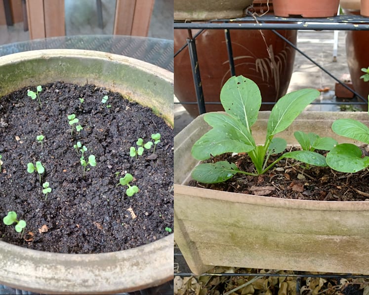 Commentary: Gardening for self-sufficiency? The fruits of my labour have been few