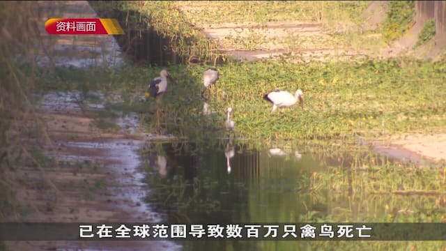 科学家首次在澳洲发现H5禽流感 毒株已攻陷全球所有大洲