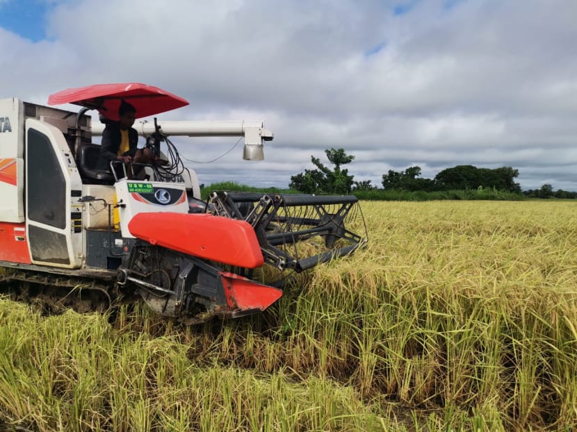 A view of a worker on Golden Sunland’s rice farms in Myanmar before the military coup happened.
