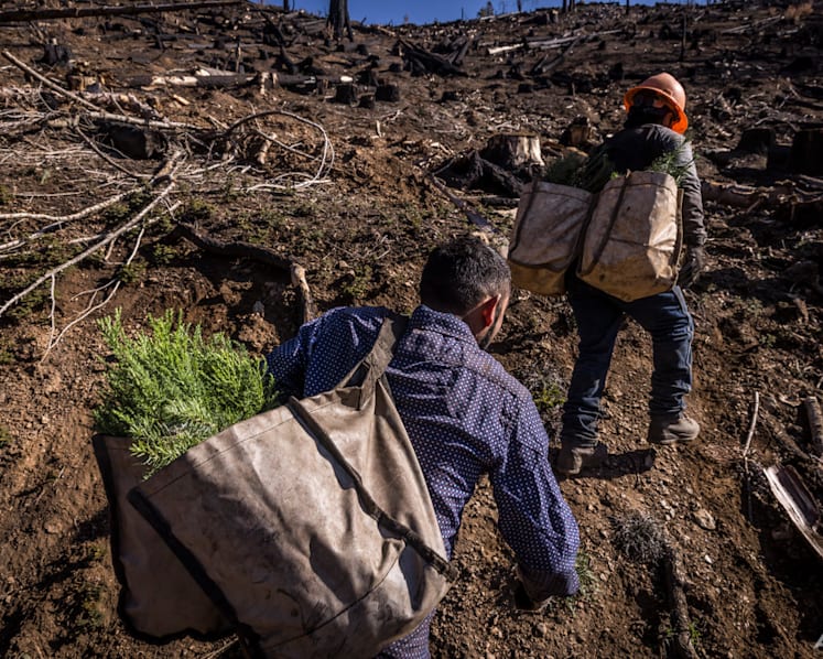 US to plant more trees as climate change kills off forests