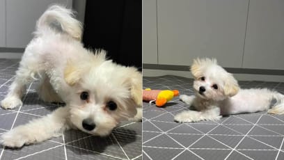 Paralysed Puppy Up For Adoption, Looking For His Forever Home Where His Medical Needs Will Be Well Taken Care Of