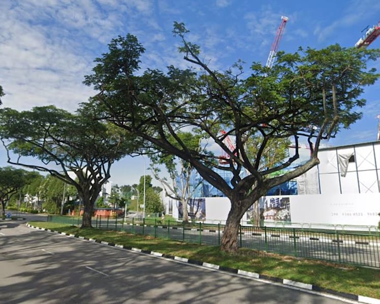 Construction firm fined for damaging 28 roadside trees in Yio Chu Kang
