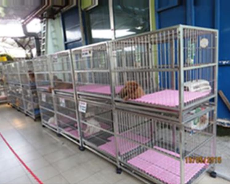 AVA inspects 31 pet retailers after ACRES report