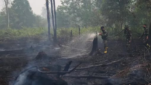 JEREBU RENTAS SEMPADAN: Haiwan liar, kawasan berpaya sukarkan usaha padam kebakaran hutan di Indonesia
