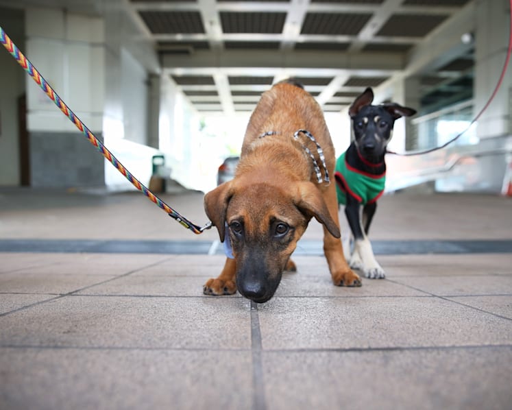 SOSD hopes UberPUPPIES will dispel misconceptions about street dogs
