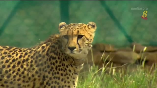绝迹70年后 印度再现猎豹