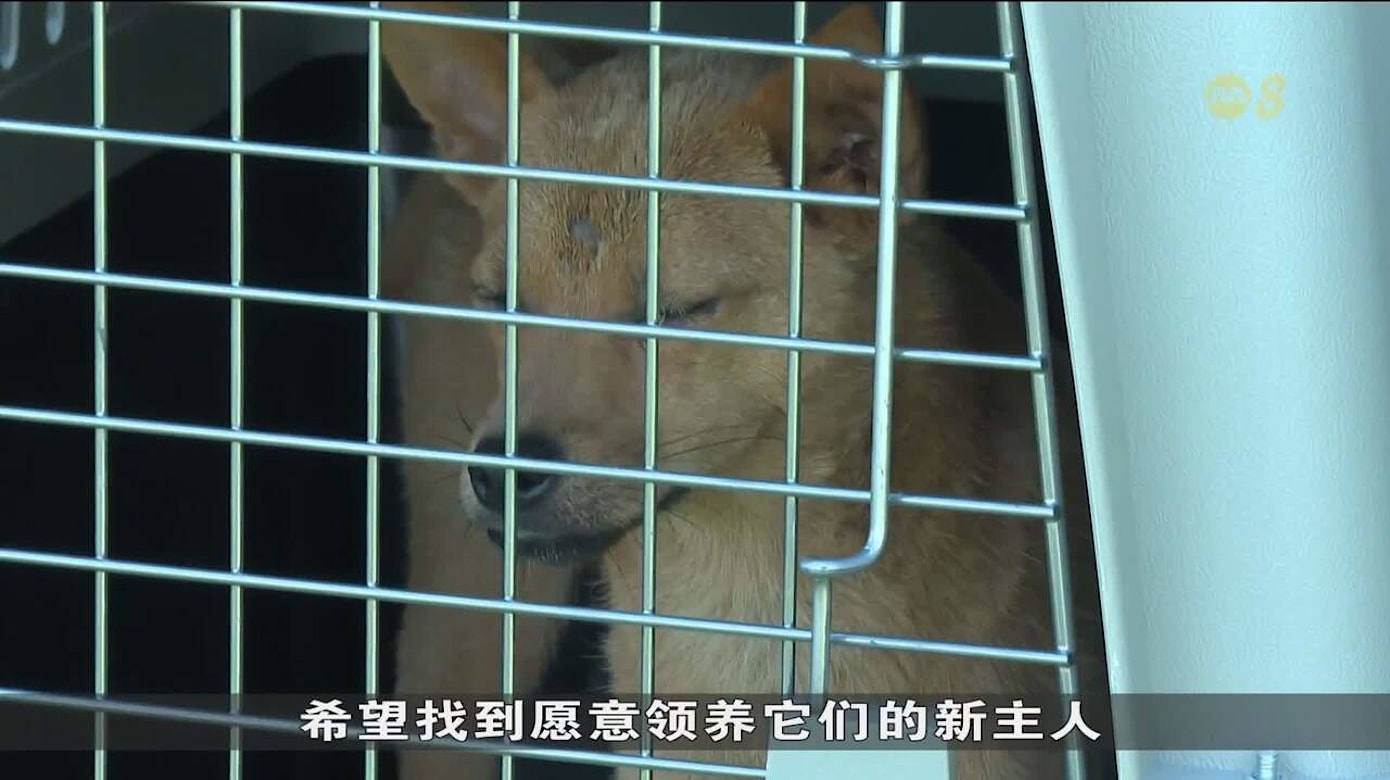 宠物狗遭偷卖宰食 中国狗肉交易再引争议