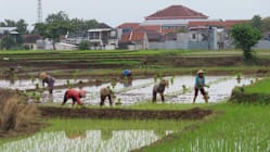 ALAM MELAYU: Pembangunan Ekonomi dan Wong Cilik Indonesia