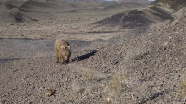 戈壁棕熊全球少过40只 比熊猫还稀少