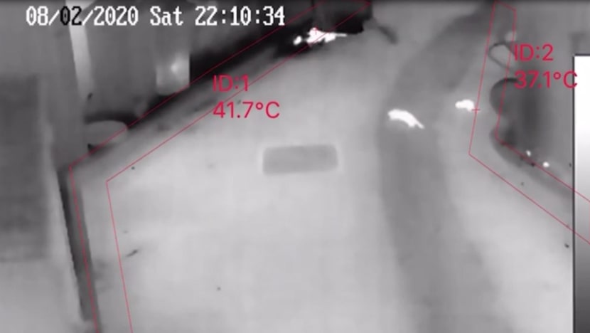 Trial of thermal imaging cameras for rat surveillance to begin at 2 locations next week Trial of thermal imaging cameras for rat surveillance to begin at 2 locations next week