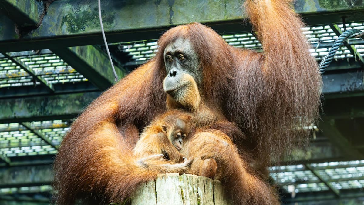 Visitors to Singapore Zoo can now see 2-month-old orangutan Ayaan, who was delivered via caesarean section