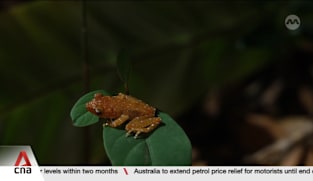 NParks launches first e-publication detailing Pulau Ubin's biodiversity 