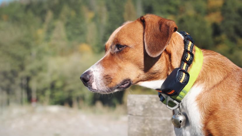 Shock collar for training dog to come online