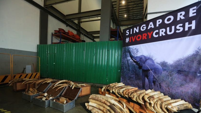 S’pore flagged as major transit point for illegal ivory trade