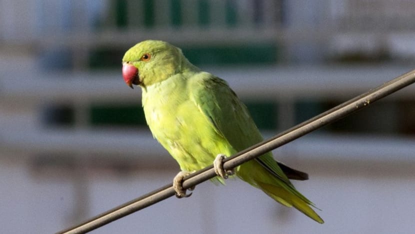 Former MFA scholar jailed for forging emails to bring pet parakeets home