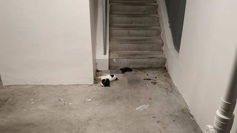 NParks investigating after cat found dead in Yishun with legs splayed
