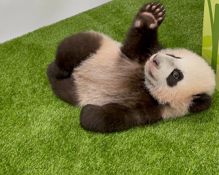 First giant panda cub born in Singapore named 'Le Le' after public vote