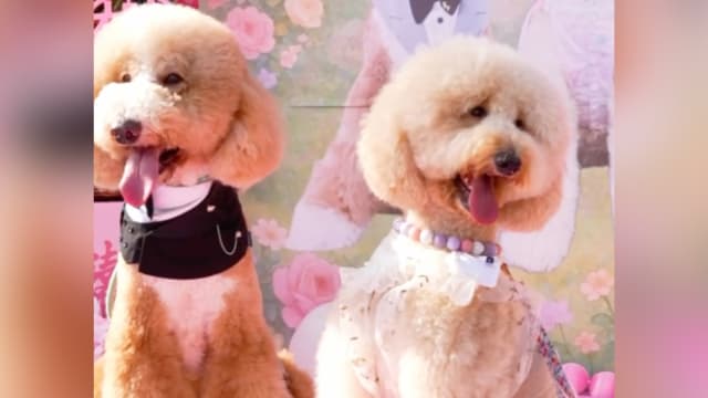 “狗狗知道自己在结婚” 宠主花5000元为爱犬办梦幻婚礼