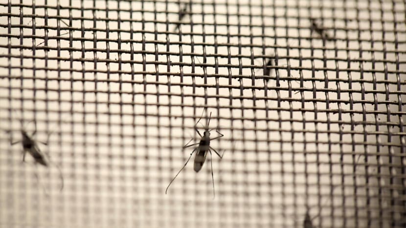 Singapore set to avert record number of dengue cases