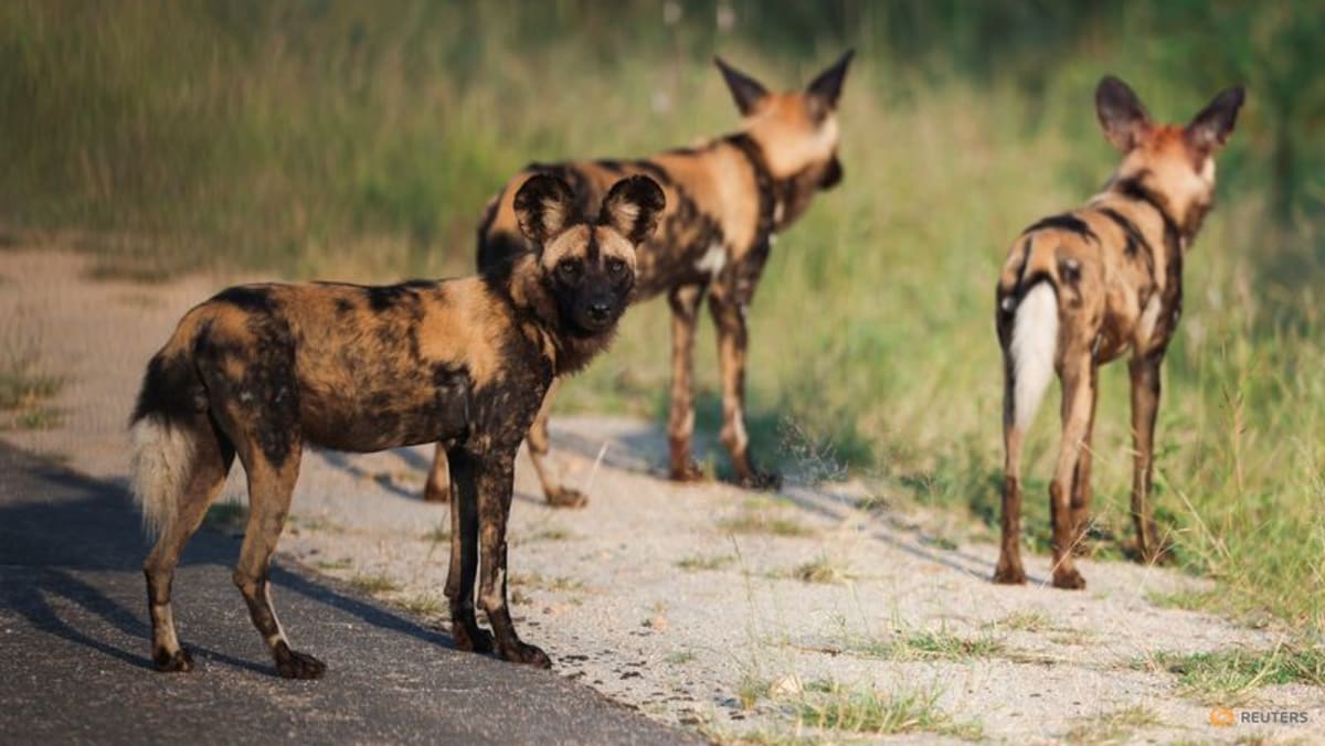 African wild dogs trek thousands of kilometres to find mates, study shows