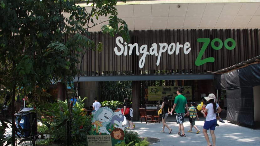Singapore Zoo voted best in Asia in TripAdvisor poll