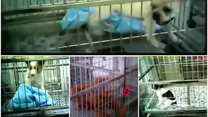 Many top-graded pet shops 'fail in animal welfare'