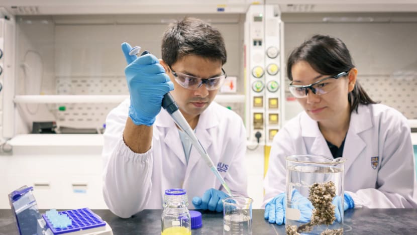 Nanoplastics can accumulate in marine life and threaten human health: NUS study
