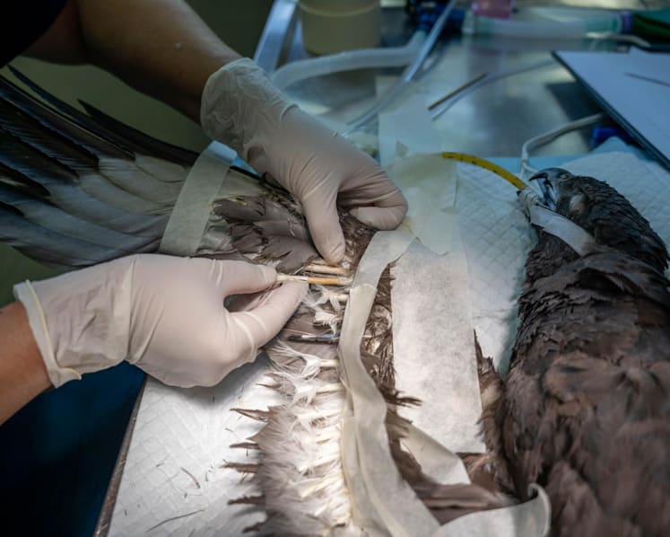 Rescued eagle flies again after receiving new feathers from Jurong Bird Park