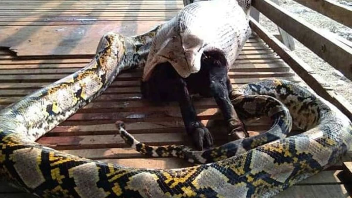 Porno qiz imtihondan otadi