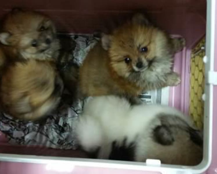 Man jailed for trying to smuggle 23 puppies into Singapore on his yacht; 11 died