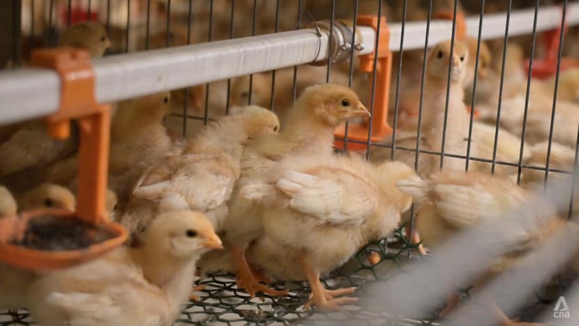 Full-body showers and disinfectant foot dips: How one Singapore egg farm protects its chickens from bird flu Full-body showers and disinfectant foot dips: How one Singapore egg farm protects its chickens from bird flu