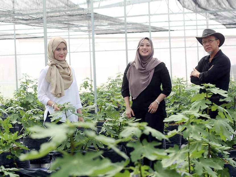 Meet the family of architects growing figs in the Selangor suburbs