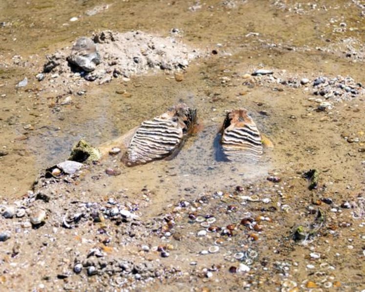 Mammoth remains revealed in Bulgaria after Danube water levels hit record low