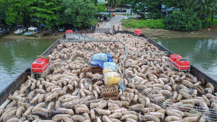 Singapore halts import of live pigs from Pulau Bulan after African swine fever detected in carcasses