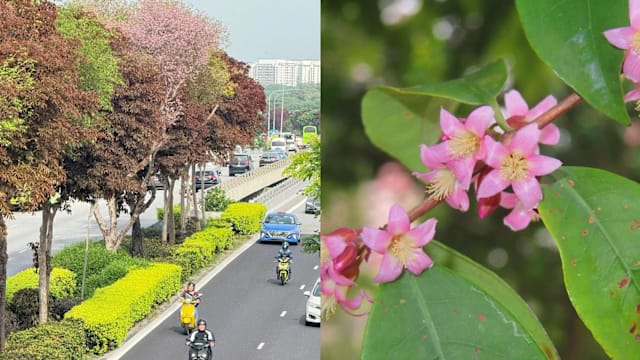 秋日嫣红与春日粉色交织 全岛也能欣赏别样花景