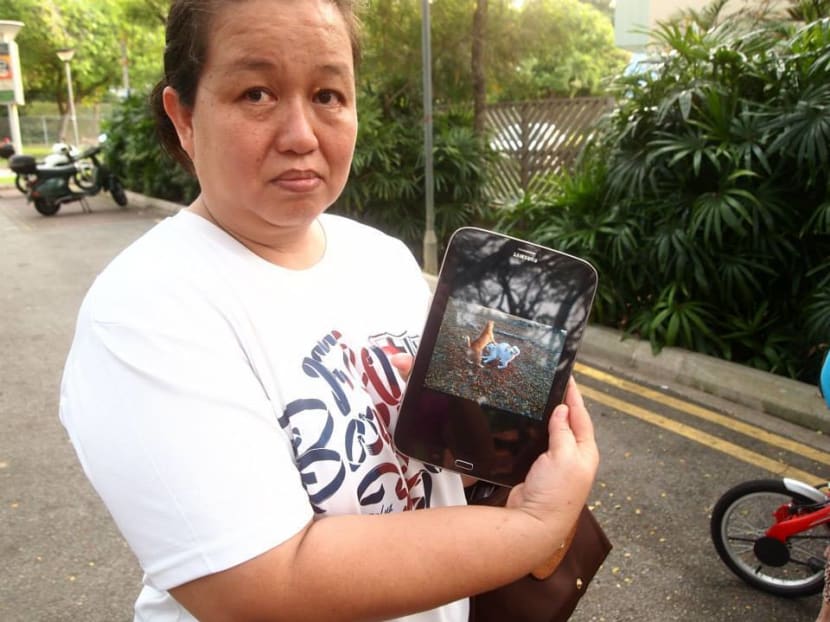 Dead felines at Pasir Ris Park spark concerns of serial cat killer