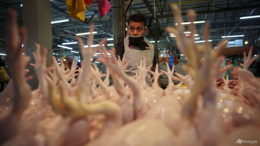 NOTA DARI KL: Bukan ayam atau telur tapi makanan ayam! Kesan kekurangan ayam pada rakyat M’sia NOTA DARI KL: Bukan ayam atau telur tapi makanan ayam! Kesan kekurangan ayam pada rakyat M’sia