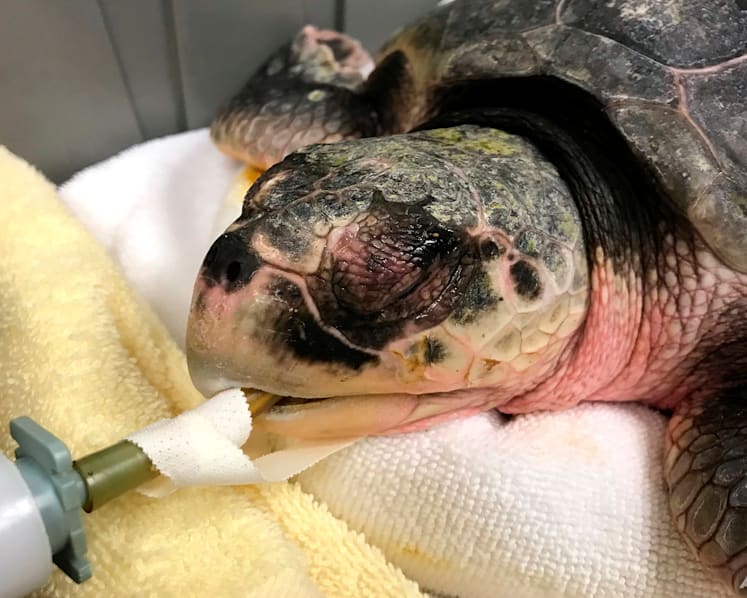 When turtles fly: Cold-stunned animals nursed in Mississippi