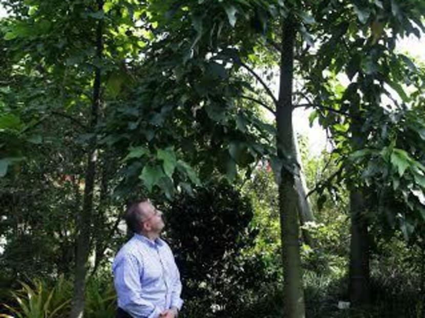 Australian is first person to adopt a tree at Gardens by the Bay