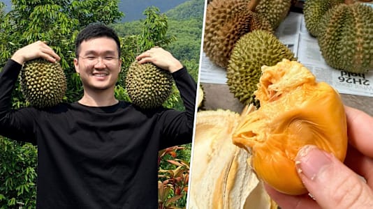LSE Law Grad, 30, Gave Up Legal Career To Become Organic Durian Farmer In Pahang
