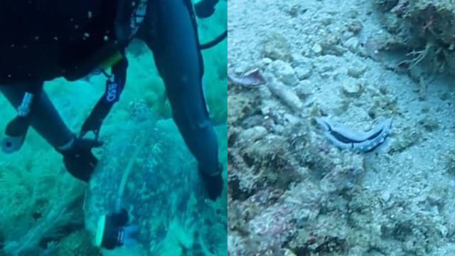 中国潜水客在马国破坏珊瑚与濒危海龟 遭同行游客举报