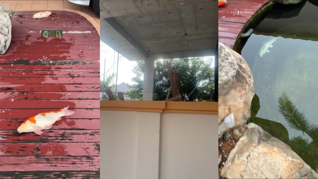 工地灰尘和碎石污染隔壁鱼池 八锦鲤死亡屋主损失5000新元