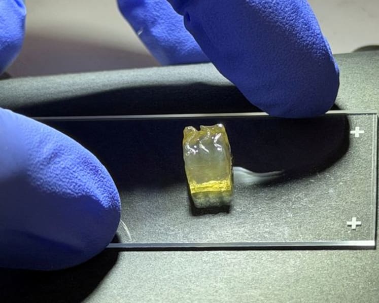 Space station bioprinting experiment advances quest for lab-grown tissues, company says