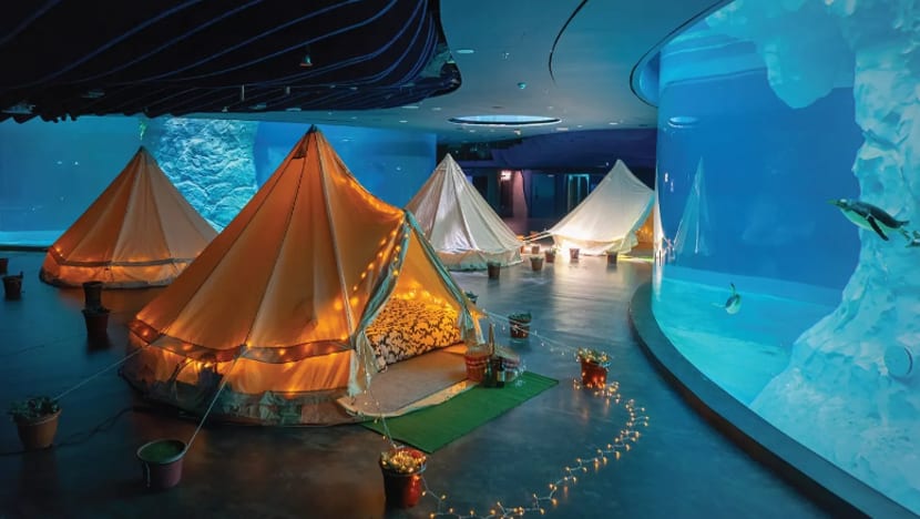 Discounted tickets, special activities to mark Bird Paradise's grand opening