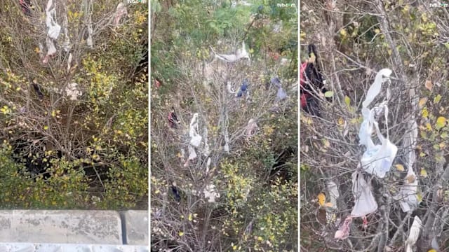 香港树上挂满内衣成奇景 网民笑称另类许愿树