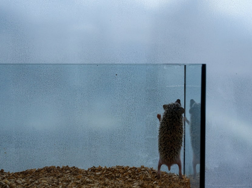 Gallery: Japanese line up to cuddle hedgehogs - carefully