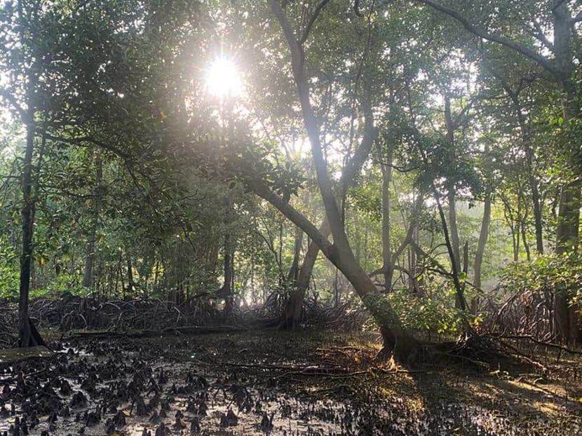 Commentary: Mangroves, a crown jewel of Singapore&rsquo;s coastline