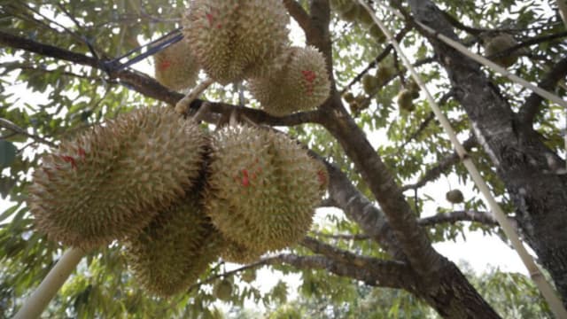 马国榴梿园主：今年榴梿品质更好更便宜